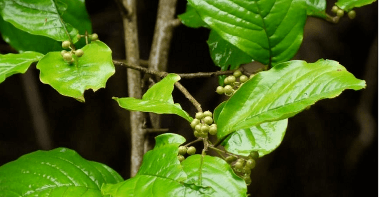 Ajurvédska bylina Vidanga - silný nástroj proti parazitom v črevách